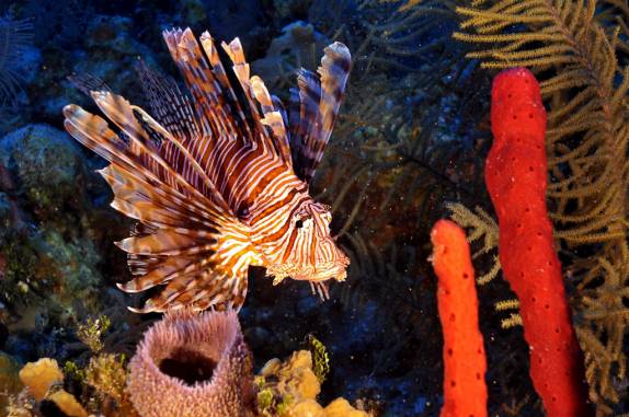 Lion-fish, intruso nas águas caribenhas. Photo by Rainer Meyer.